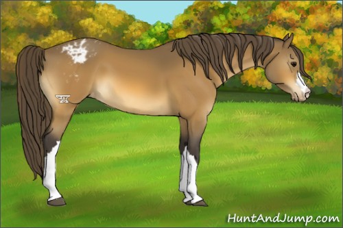 Horse Color:Buckskin Appaloosa 