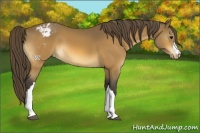 Horse Color:Buckskin Appaloosa 