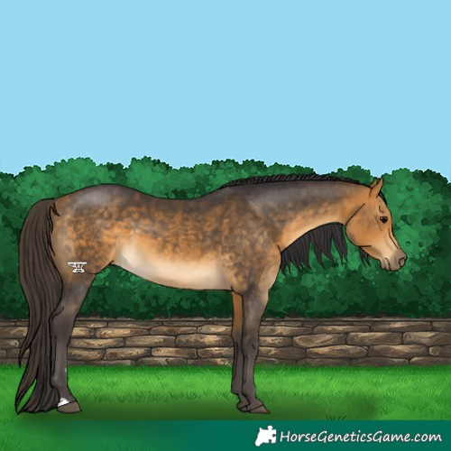 Horse Color:Buckskin 