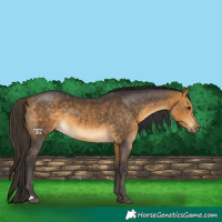 Horse Color:Buckskin 