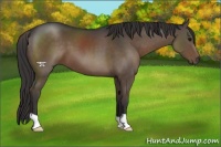 Horse Color:Smoky Black 