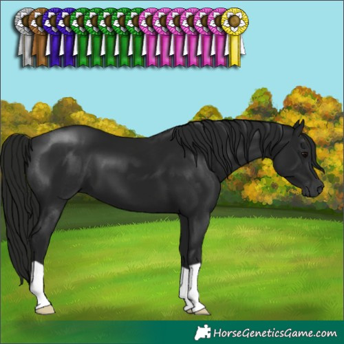 Horse Color:Gray Black 