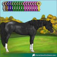 Horse Color:Gray Black 