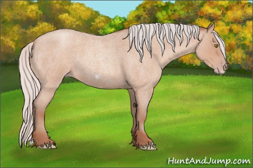 Horse Color:Silver Amber Champagne Roan Frame 