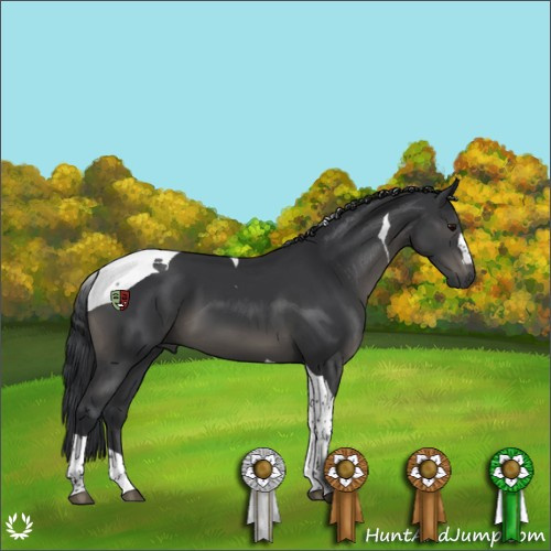 Horse Color:Black Tobiano 