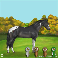 Horse Color:Black Tobiano