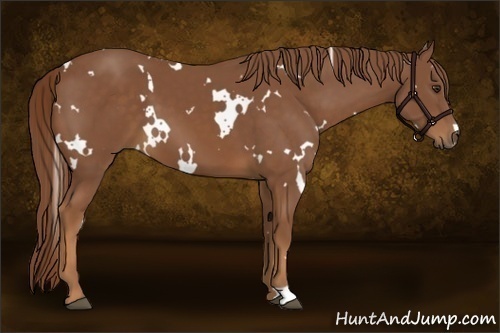 Horse Color:White Spotted Chestnut Frame 