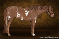 Horse Color:White Spotted Chestnut Frame 