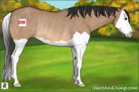 Horse Color:Bay Dun Splash Rabicano 