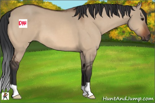 Horse Color:Bay Dun 
