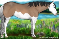 Horse Color:Bay Dun Splash 