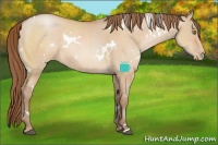 Horse Color:White Spotted Bay Pearl Dun