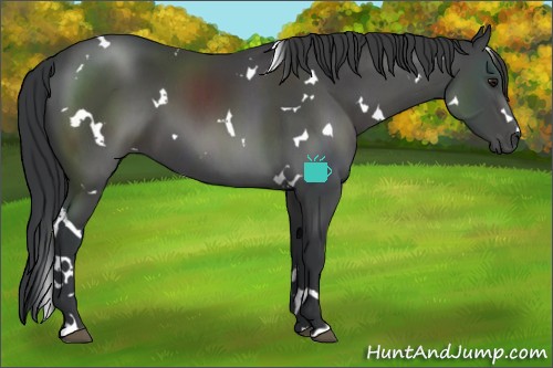 Horse Color:White Spotted Black