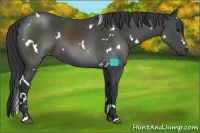 Horse Color:White Spotted Black 