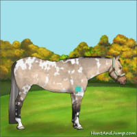 Horse Color:White Spotted Bay Dun 