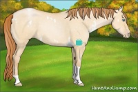 Horse Color:White Spotted Buckskin Pearl Dun Tobiano 