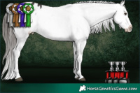 Horse Color:Liver Chestnut Sabino Appaloosa 