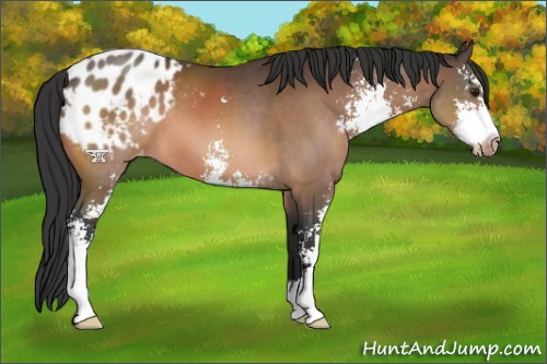 Horse Color:Brown Sabino Appaloosa 