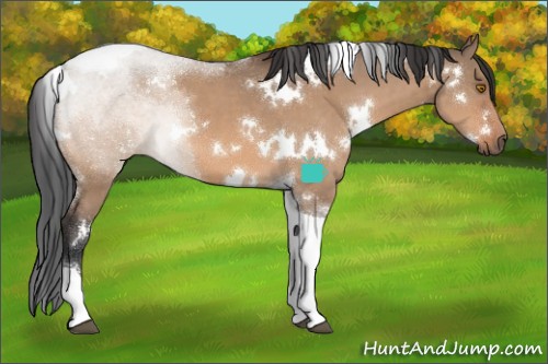 Horse Color:White Spotted Bay Dun Tobiano 