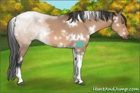 Horse Color:White Spotted Bay Dun Tobiano 