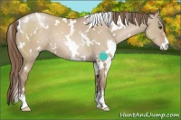 Horse Color:White Spotted Grullo Pearl Sabino 