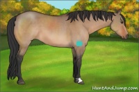 Horse Color:Brown Dun 