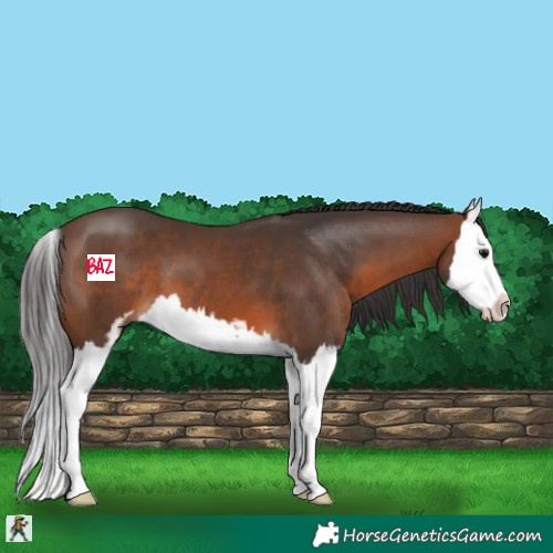 Horse Color:Brown Sabino Splash 