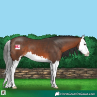 Horse Color:Brown Sabino Splash 
