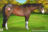 Horse Color:Bay Sabino