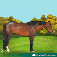 Horse Color:Brown 
