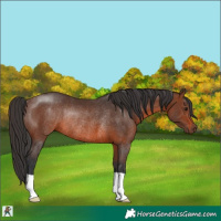 Horse Color:Brown Rabicano 