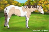 Horse Color:Bay Dun Splash Tobiano Appaloosa 