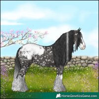 Horse Color:Black Splash Snowcap 