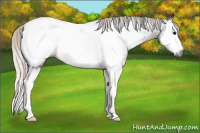 Horse Color:Gray Silver Black Splash Appaloosa 