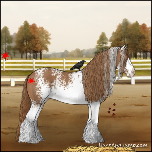 Horse Color:White Spotted Chestnut 