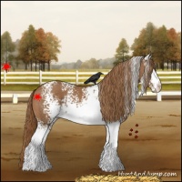 Horse Color:White Spotted Chestnut 