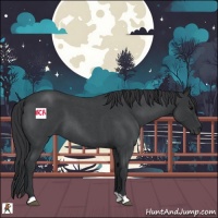 Horse Color:Blue Roan