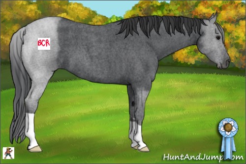 Horse Color:Blue Roan 
