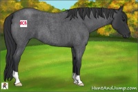 Horse Color:Blue Roan 
