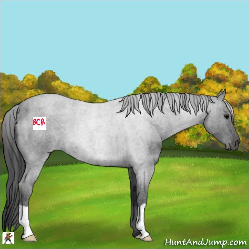 Horse Color:Blue Roan