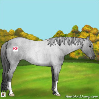 Horse Color:Blue Roan 