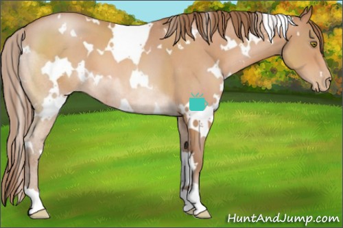 Horse Color:White Spotted Brown Pearl 