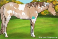 Horse Color:White Spotted Brown Pearl