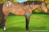 Horse Color:Buckskin Ice Sabino Appaloosa 