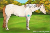 Horse Color:White Spotted Buckskin Roan Pearl Dun 