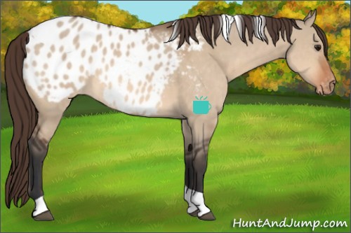 Horse Color:Bay Dun Tobiano Appaloosa 