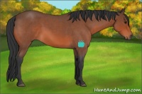 Horse Color:Bay Roan 