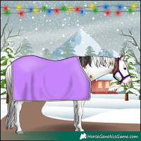 Horse Color:White Spotted Bay Splash 