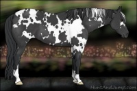Horse Color:White Spotted Black 