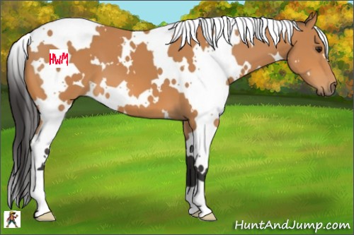Horse Color:White Spotted Bay 